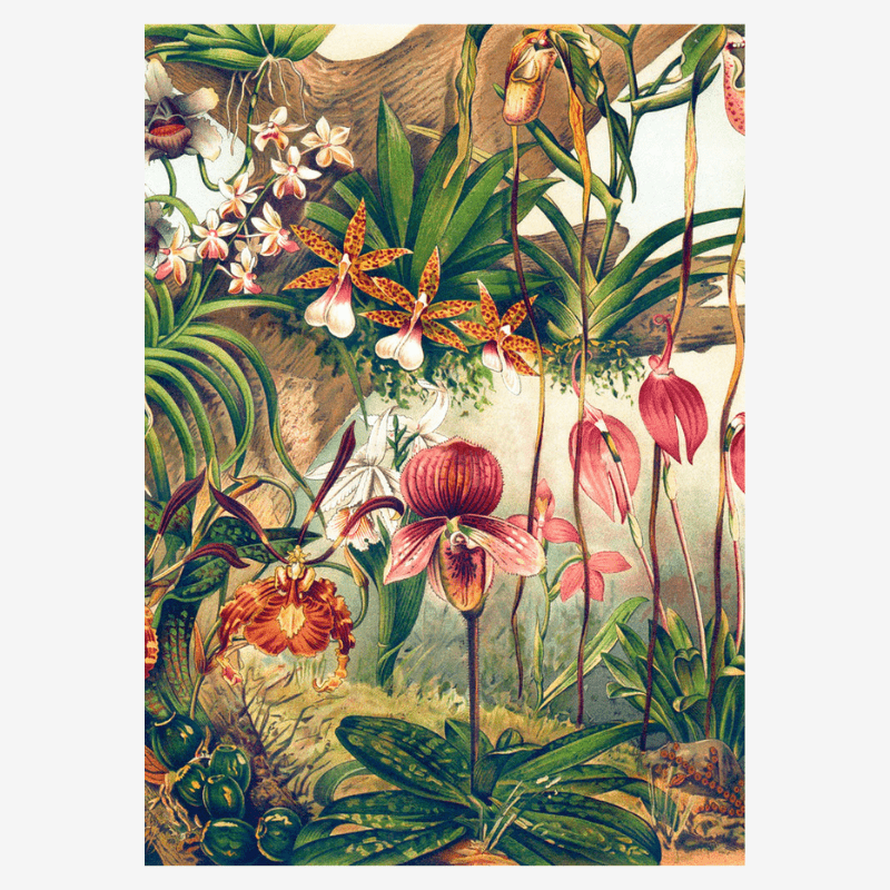 Jungle Orchids Framed Print - 50x70 2923 - Uneeka